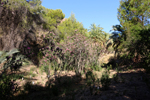 Rio Chicano. Macisvenda. Sierra de Abanilla. Murcia