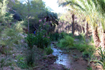  Rio Chicano. Macisvenda. Sierra de Abanilla. Murcia