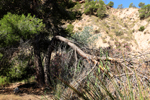  Rio Chicano. Macisvenda. Sierra de Abanilla. Murcia