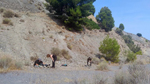 Mina María. Baños de Gilico. Cehegón. Murcia