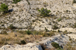 Espartal de Pinares. Jijona. Alicante