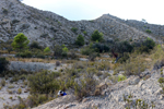 Espartal de Pinares. Jijona. Alicante