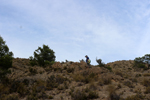 Espartal de Pinares. Jijona. Alicante
