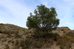 Espartal de Pinares. Jijona. Alicante