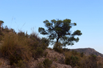Espartal de Pinares. Jijona. Alicante