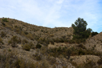 Espartal de Pinares. Jijona. Alicante