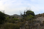 Espartal de Pinares. Jijona. Alicante