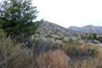 Espartal de Pinares. Jijona. Alicante