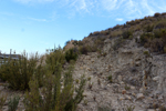 Espartal de Pinares. Jijona. Alicante