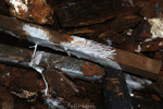 Mina Precaución. Estrecho de San Ginés. Cartagena. Murcia