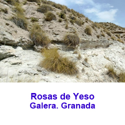 Afloramiento de Rosas de Yeso. Galera. Granada