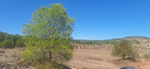 Yacimiento de Aragonito. Casas de Ves. Albacete