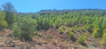 Yacimiento de Aragonito. Casas de Ves. Albacete
