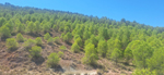 Yacimiento de Aragonito. Casas de Ves. Albacete