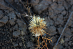 Explotaciones de Arcilla. Pantoja. Toledo