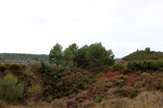 Minglanilla. Cuenca