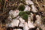 Minglanilla. Cuenca