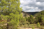 Barrancp de la Escarabehuela. Enguidanos. Cuenca