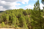 Barrancp de la Escarabehuela. Enguidanos. Cuenca