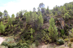 Barrancp de la Escarabehuela. Enguidanos. Cuenca