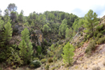 Barrancp de la Escarabehuela. Enguidanos. Cuenca