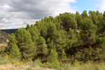 Barrancp de la Escarabehuela. Enguidanos. Cuenca
