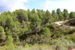 Barrancp de la Escarabehuela. Enguidanos. Cuenca