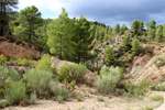 Barrancp de la Escarabehuela. Enguidanos. Cuenca
