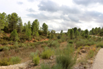 Barrancp de la Escarabehuela. Enguidanos. Cuenca
