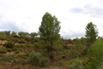 Barrancp de la Escarabehuela. Enguidanos. Cuenca