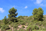  Minglanilla. Cuenca