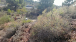  Minglanilla. Cuenca