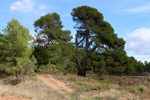 Los Molinillos.  Minglanilla. Cuenca