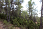 Los Molinillos.  Minglanilla. Cuenca