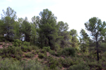 Los Molinillos.  Minglanilla. Cuenca