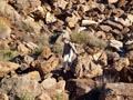 Los Pajaritos: Sierra minera de Cartagena la Unión