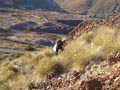 Los Pajaritos: Sierra minera de Cartagena la Unión