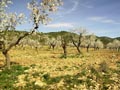 Paraje de las minicas. SIERRA DE PEDRO PONCE (ZARZADILLA DE TOTANA-Murcia)