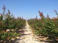 Sierra de la Espada. Fortuna. Murcia