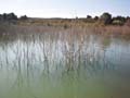 Embalse de la Pedrera. Torremendo. Orihuela. Alicante 