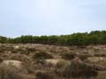 Discordancia de Villafranqueza. Lomas del Garbinet. Alicante