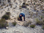 Grupo Mineralógico de Alicante. Cantera de Ofitas de los Serranos y sierra de Albatera  Alicante  