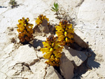 Grupo Mineralógico de Alicante. Explotación de Arcilla en Agost. Alicante   