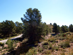 Grupo Mineralógico de Alicante. La Jabalina y Rambla Burete. Cehegín. Murcia   