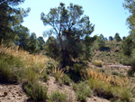 Grupo Mineralógico de Alicante. La Jabalina y Rambla Burete. Cehegín. Murcia   