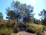 Grupo Mineralógico de Alicante. La Jabalina y Rambla Burete. Cehegín. Murcia   