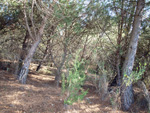 Grupo Mineralógico de Alicante. La Jabalina y Rambla Burete. Cehegín. Murcia   