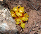 Grupo Mineralógico de Alicante. La Jabalina y Rambla Burete. Cehegín. Murcia   