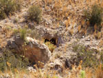 Grupo Mineralógico de Alicante. Cabezo de la Mina.Santomera. Murcia   