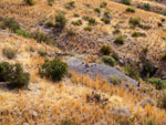 Grupo Mineralógico de Alicante. Cabezo de la Mina.Santomera. Murcia   